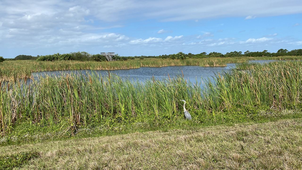 Viera Wetlands to close temporarily for environmental work